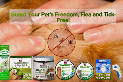 Flea & Tick