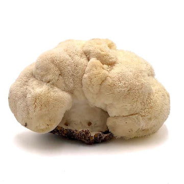 Lion’s Mane