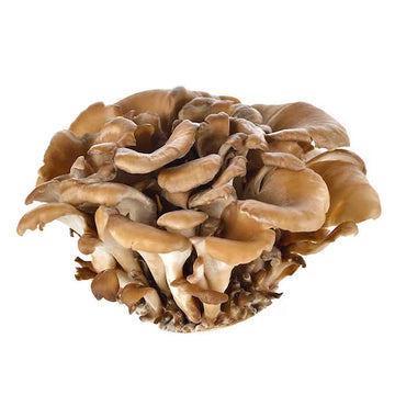 Maitake