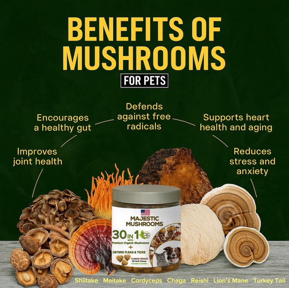 Original mushroom benefits artwork
